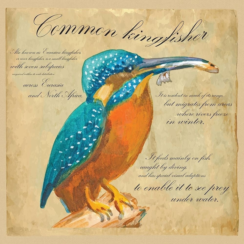 Common Kingfisher Poster Print by Kuco Kuco-VARPDXFAF1335 Image 1