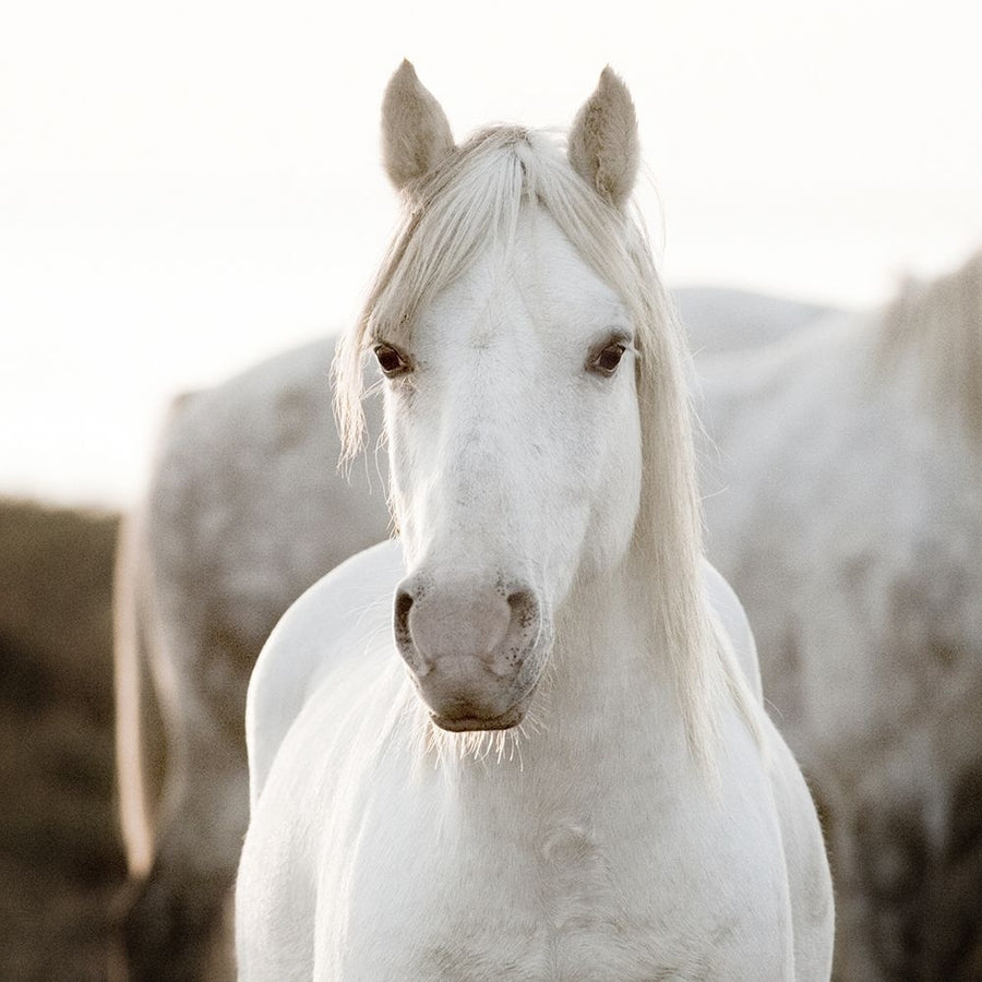 Horse by Jorge Llovet-VARPDXIG5284 Image 1