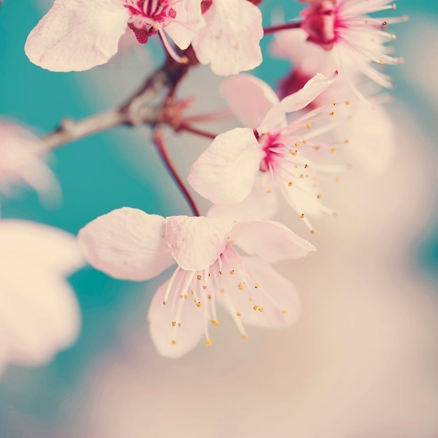 Spring blossoms by Ingrid Beddoes-VARPDXIZ089A Image 1