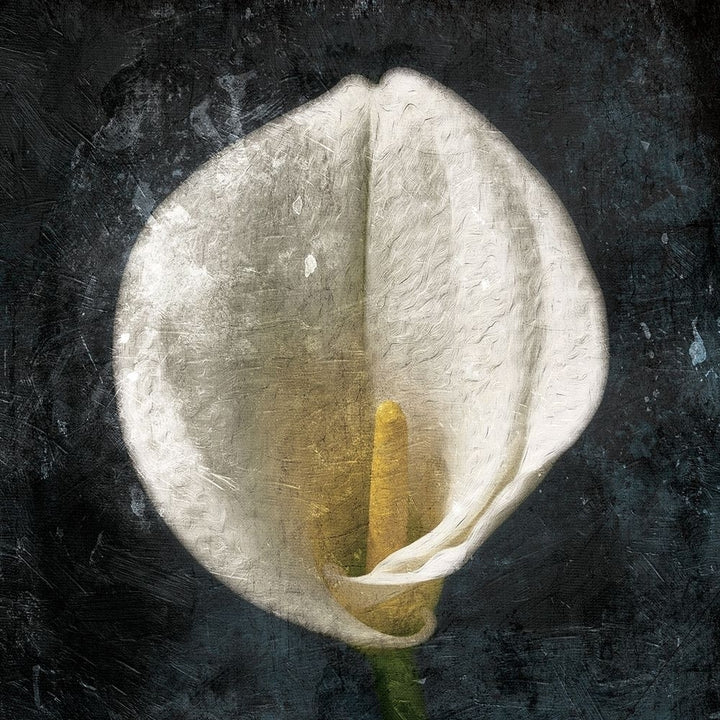 Dark Tulip Poster Print by Jace Grey-VARPDXJGSQ926A Image 2