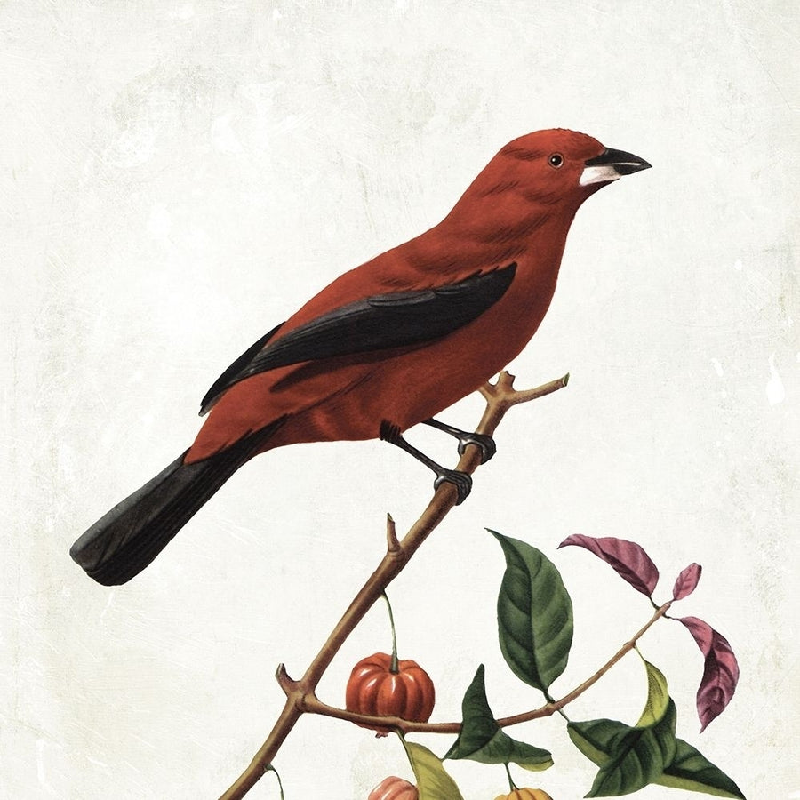 Lovely Birds Poster Print by Jace Grey-VARPDXJGSQ996A Image 1