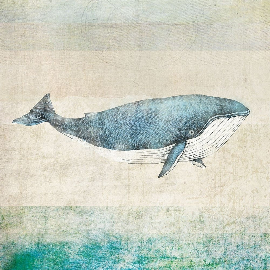 Whale Square Poster Print - Judi Bagnato-VARPDXJMB003 Image 1