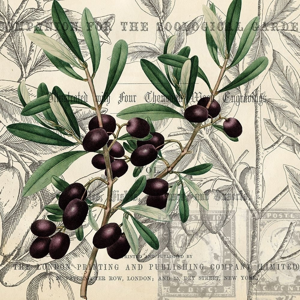 Olive Branch 3 Poster Print by Allen Kimberly-VARPDXKASQ1238B Image 1