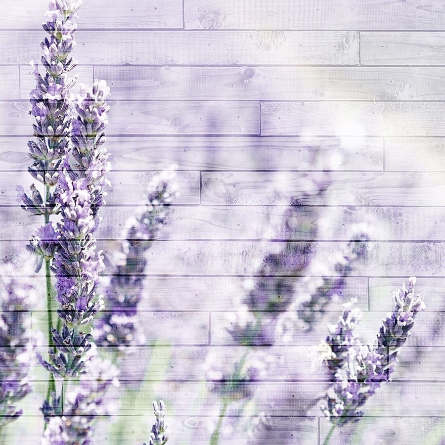 Lavender Fields 2 Poster Print by Allen Kimberly-VARPDXKASQ1236B Image 1