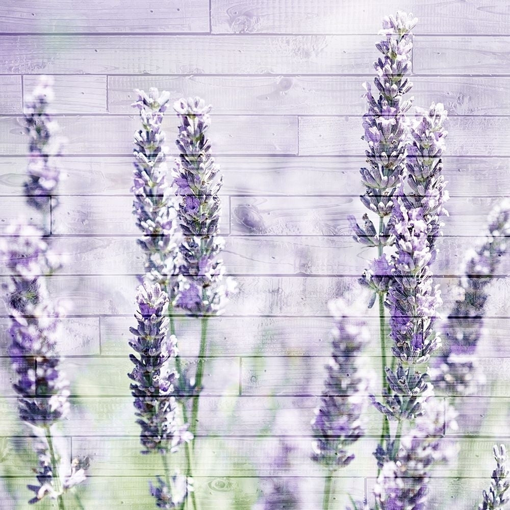 Lavender Fields 1 Poster Print by Allen Kimberly-VARPDXKASQ1236A Image 1