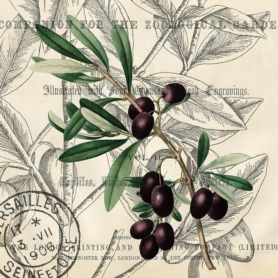 Olive Branch 2 Poster Print by Allen Kimberly-VARPDXKASQ1238A Image 1