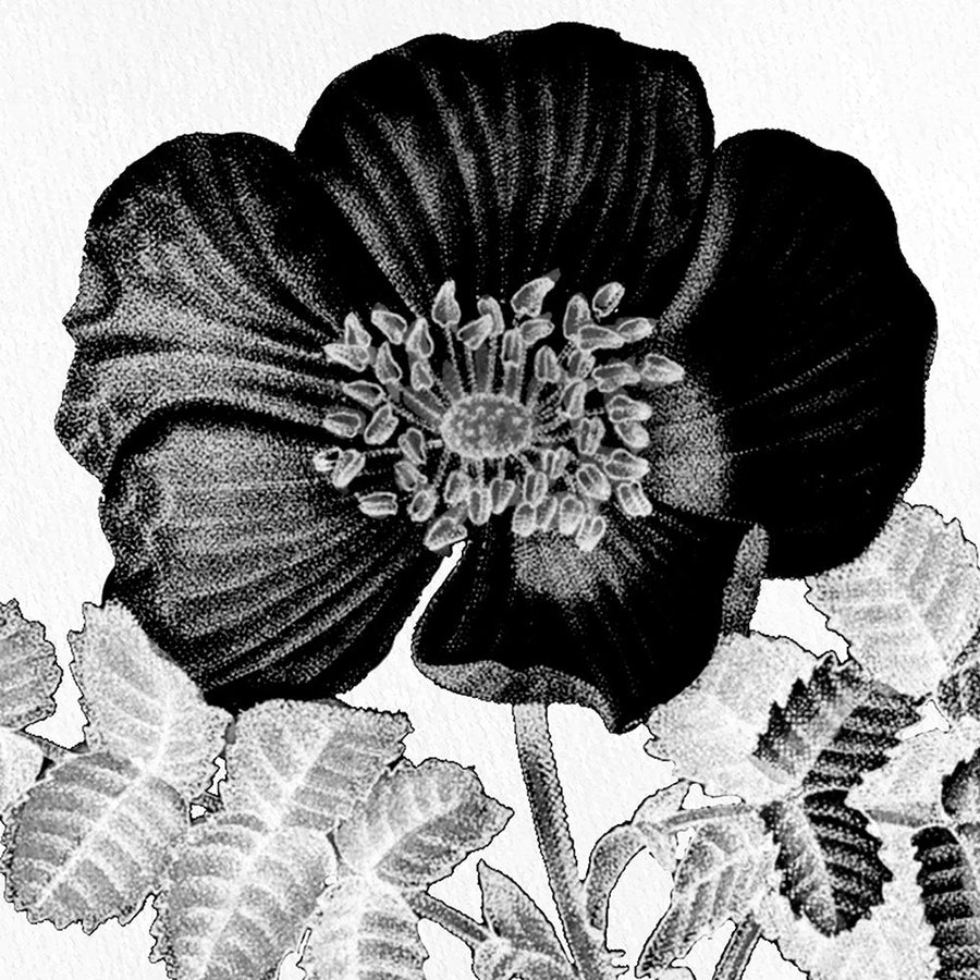 Black and White Bloom 2 by Kimberly Allen-VARPDXKASQ2707B Image 1