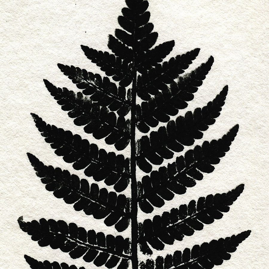 Pressed Fern 2 Poster Print - Kimberly Allen-VARPDXKASQ2753B Image 1