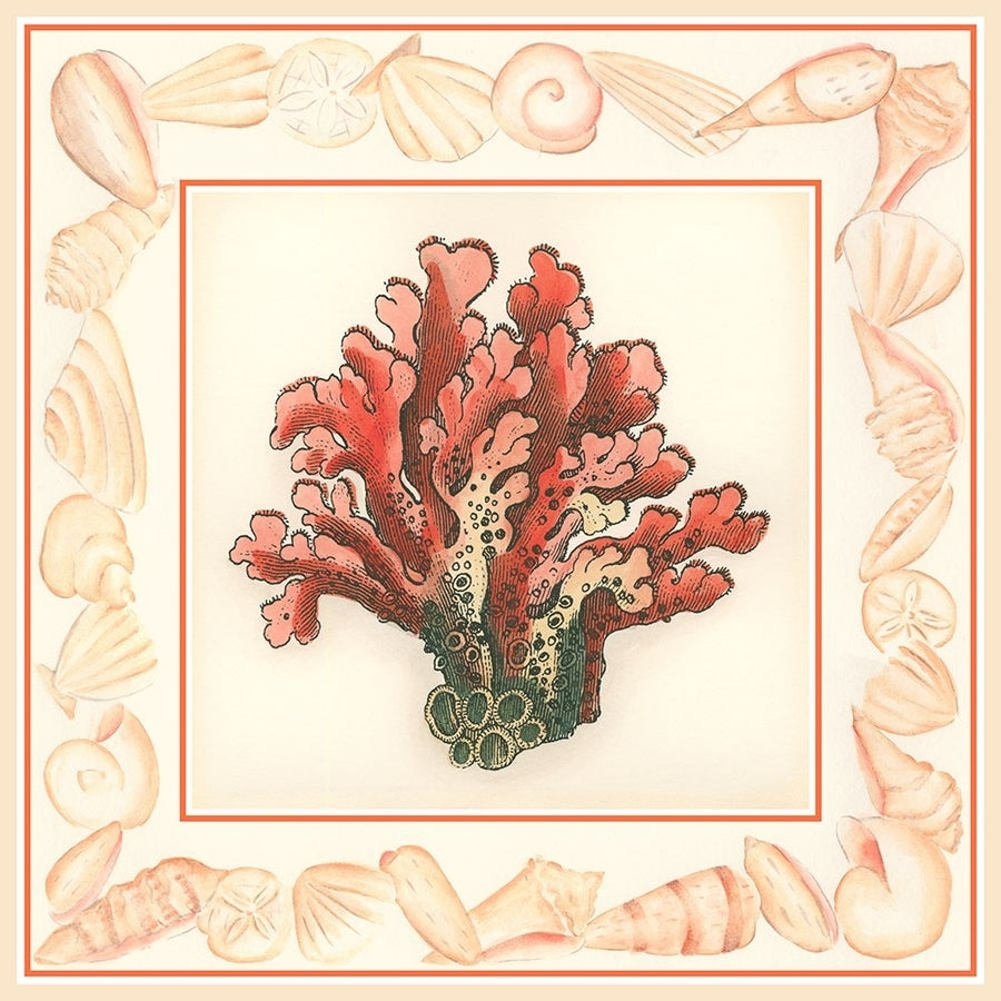 Coral with Shell Border IV Poster Print - Studio Vision-VARPDX47057D Image 1