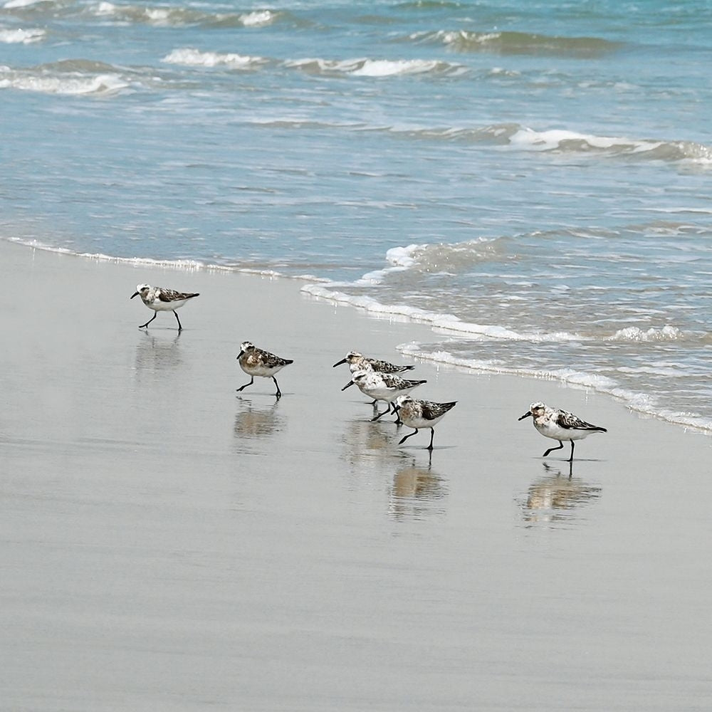 Sandpiper Shore II Poster Print - Natalie Carpentieri-VARPDX48307 Image 1