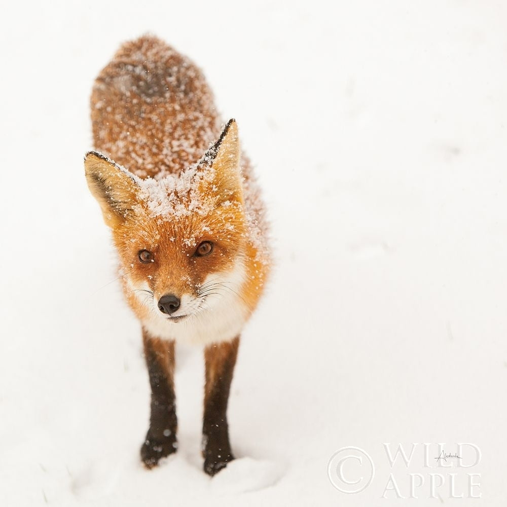 Red Fox I Poster Print by Aledanda Aledanda-VARPDX53600 Image 1