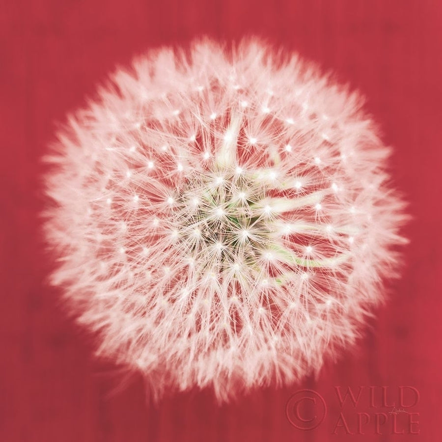 Dandelion on Red I Poster Print by Aledanda Aledanda-VARPDX55244 Image 1