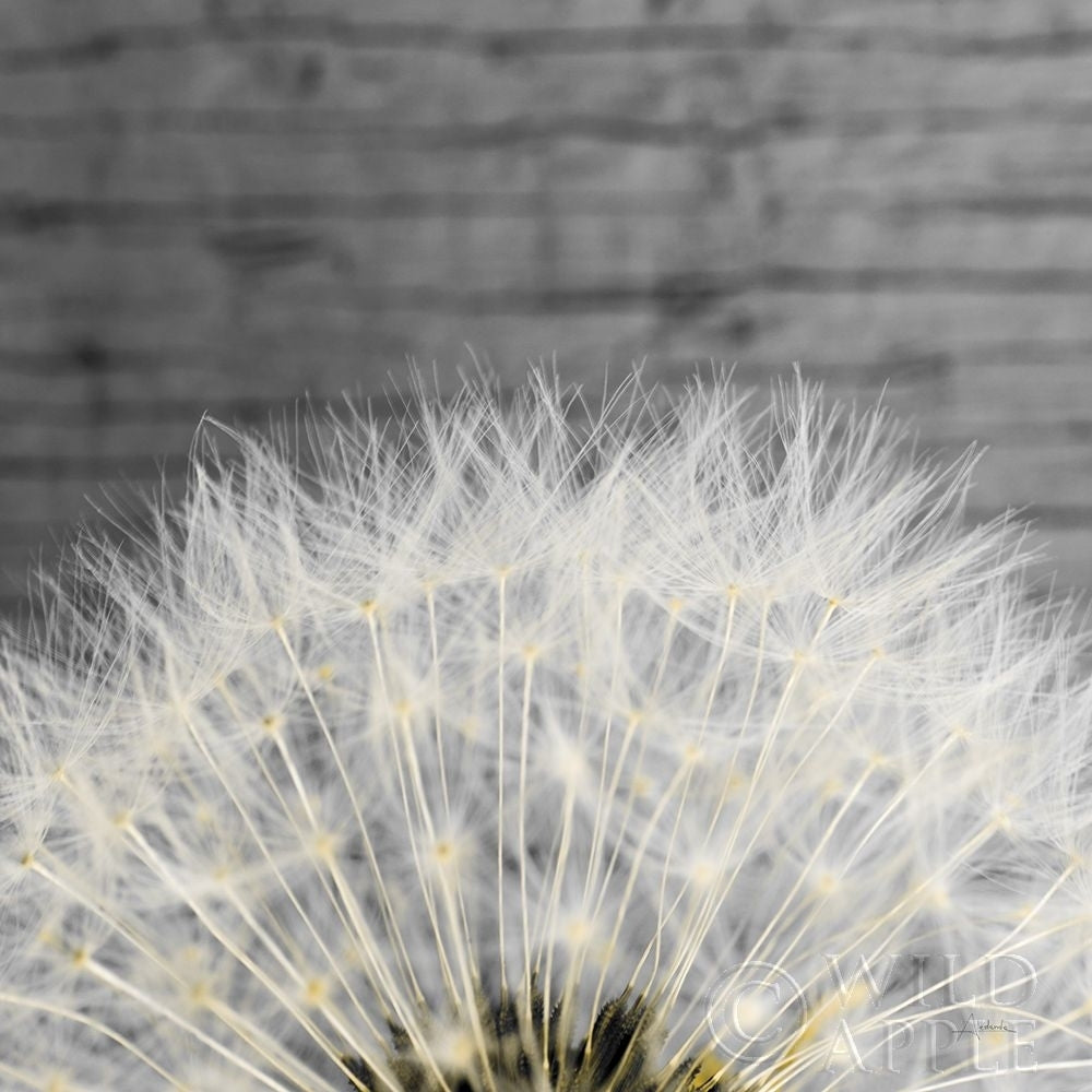 Delicate Dandelion Poster Print by Aledanda Aledanda-VARPDX55305 Image 1