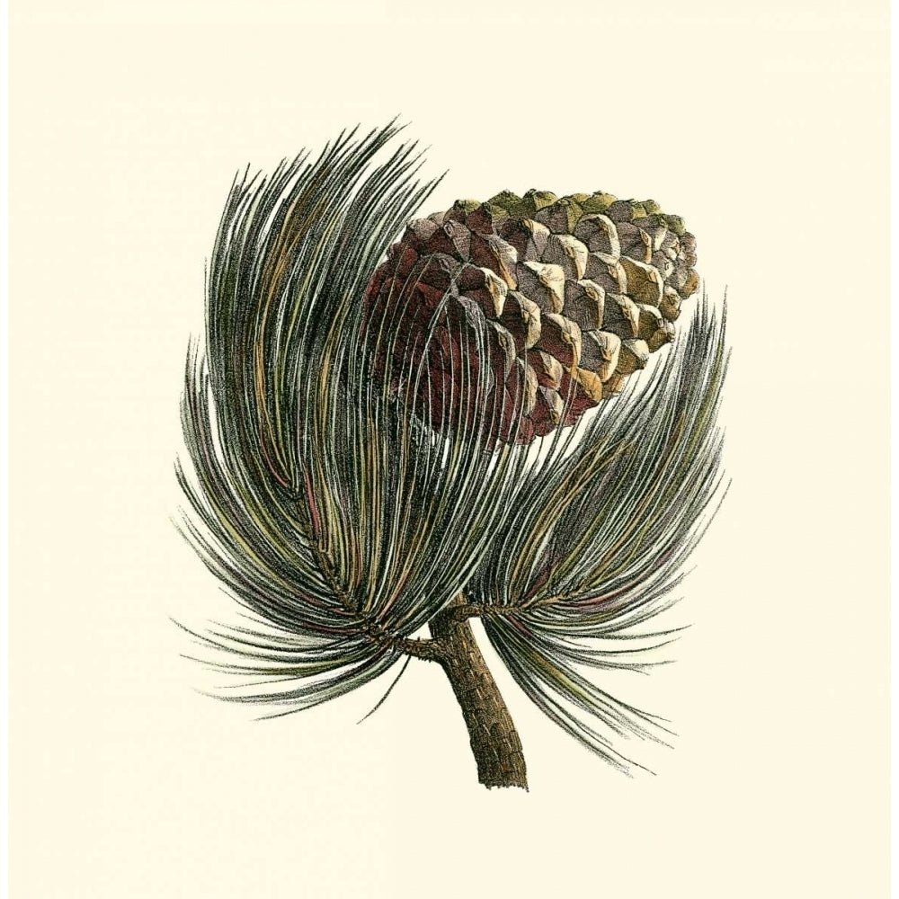 Pignon Pine Poster Print - Unknown-VARPDX56567Z Image 1