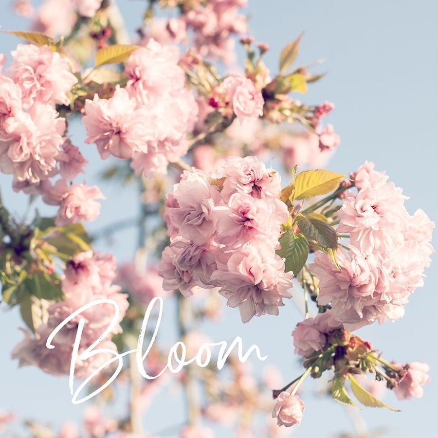 Blooming Cherry Blossoms Poster Print by Susannah Tucker Photography Susannah Tucker Photography-VARPDX573TUC1235 Image 1