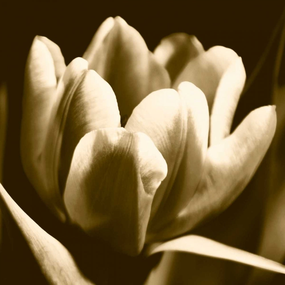 Sepia Tulip I Poster Print - Renee W. Stramel-VARPDX59555Z Image 1