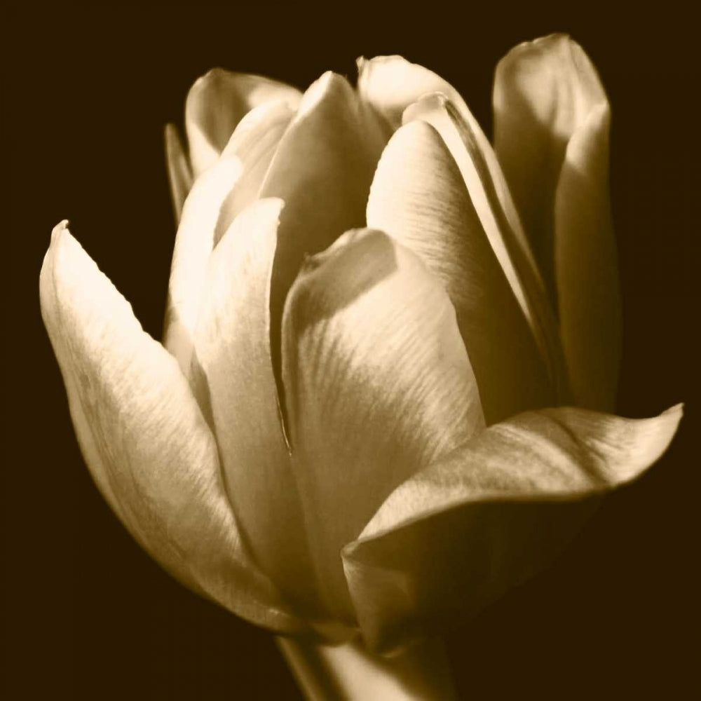 Sepia Tulip II Poster Print - Renee W. Stramel-VARPDX59556Z Image 1