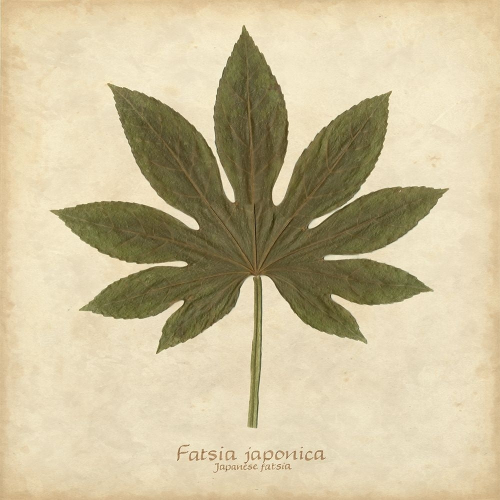 Japanese Fatsia Poster Print - Becky Davis-VARPDX59646Z Image 1