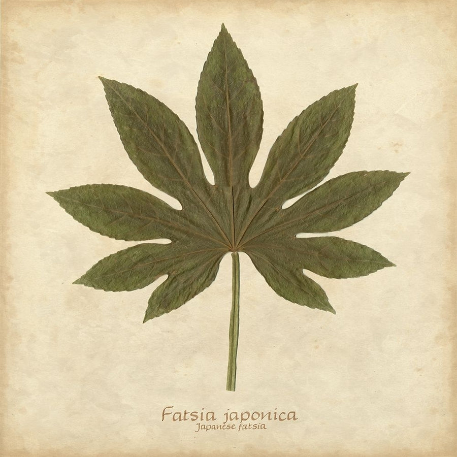 Japanese Fatsia Poster Print - Becky Davis-VARPDX59646Z Image 1