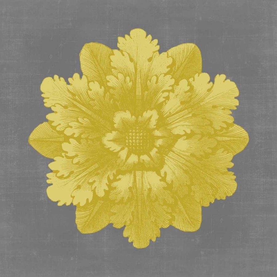 Gilded Rosette V Poster Print - Studio Vision-VARPDX65381Z Image 1