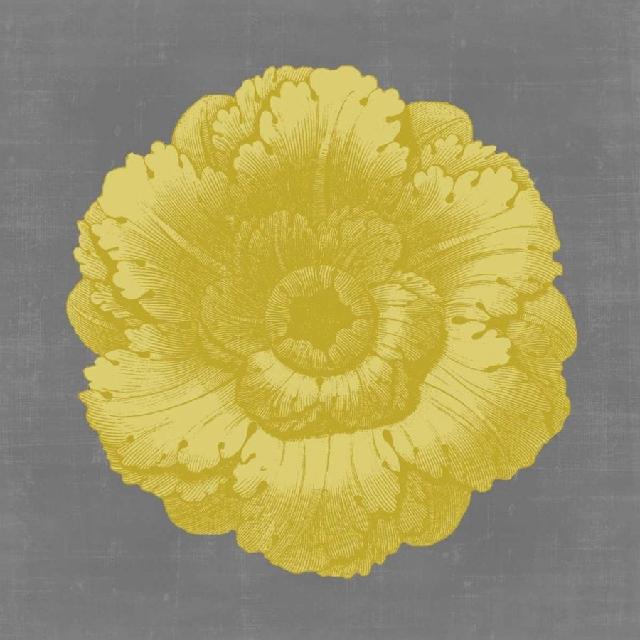 Gilded Rosette VI Poster Print - Studio Vision-VARPDX65382Z Image 1