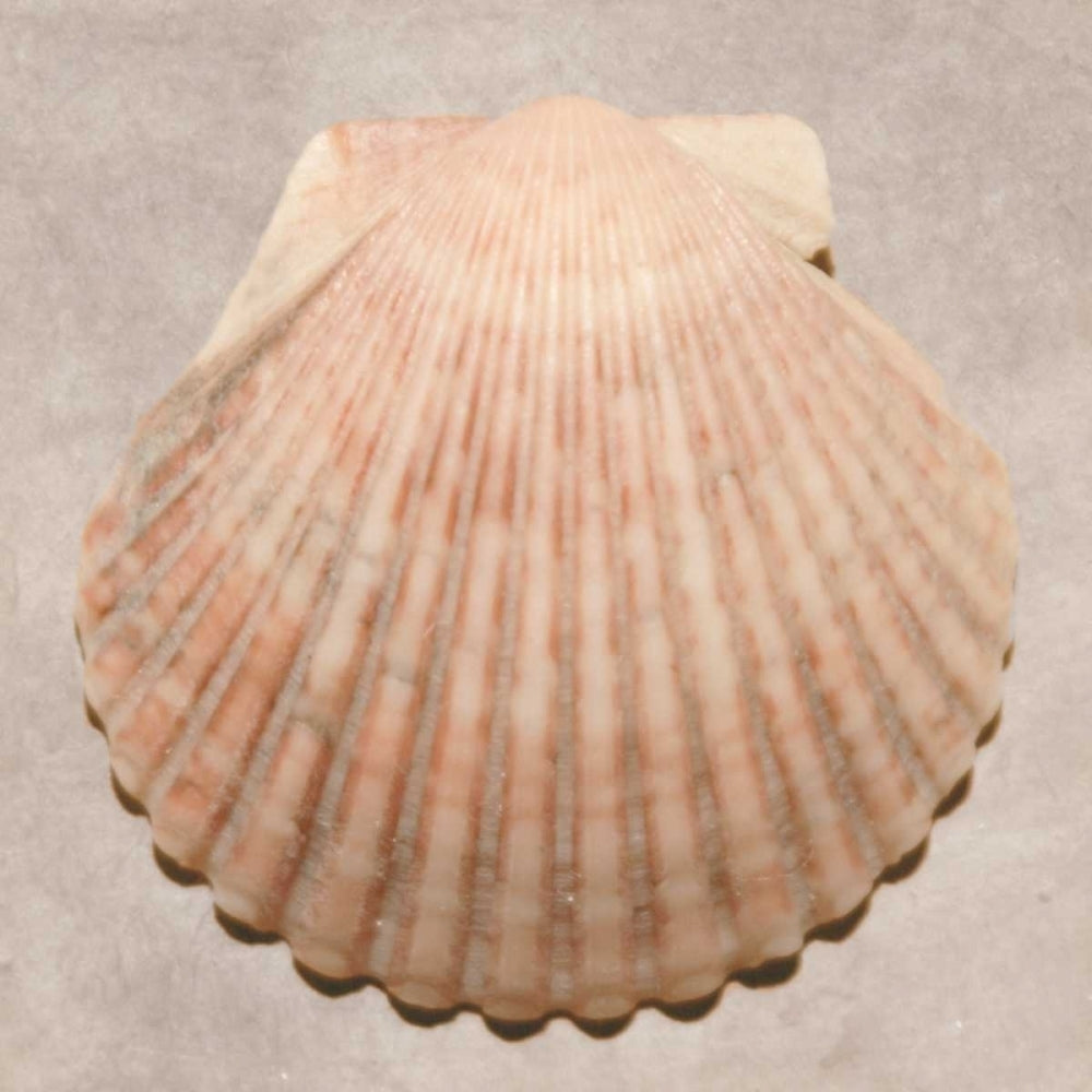 Weathered Shell Sampler Poster Print - Renee W. Stramel-VARPDX66036Z Image 1