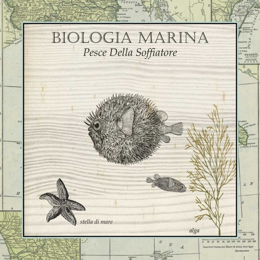 Biologia Marina II Poster Print - Studio Vision-VARPDX66963Z Image 1