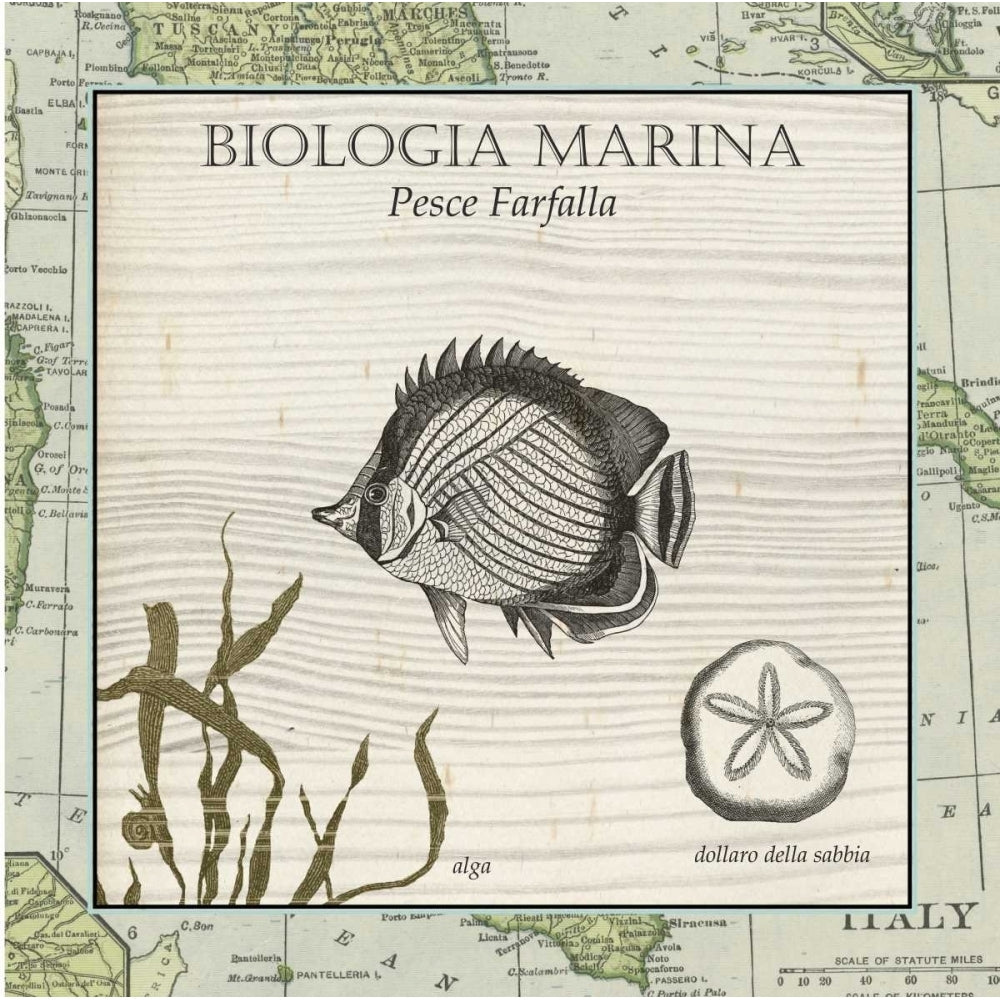 Biologia Marina I Poster Print - Studio Vision-VARPDX66962Z Image 1