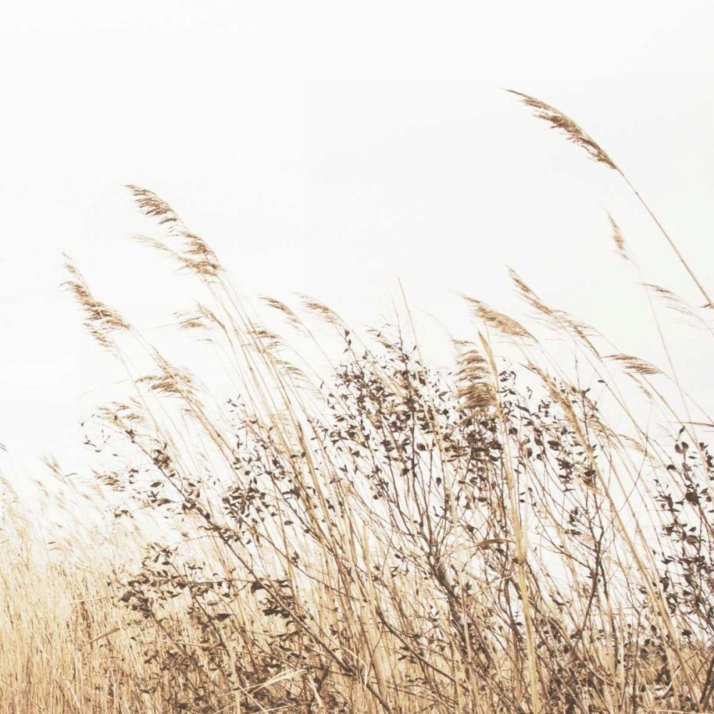 Autumn Grasses Crop by Brookview Studio-VARPDX67367 Image 1