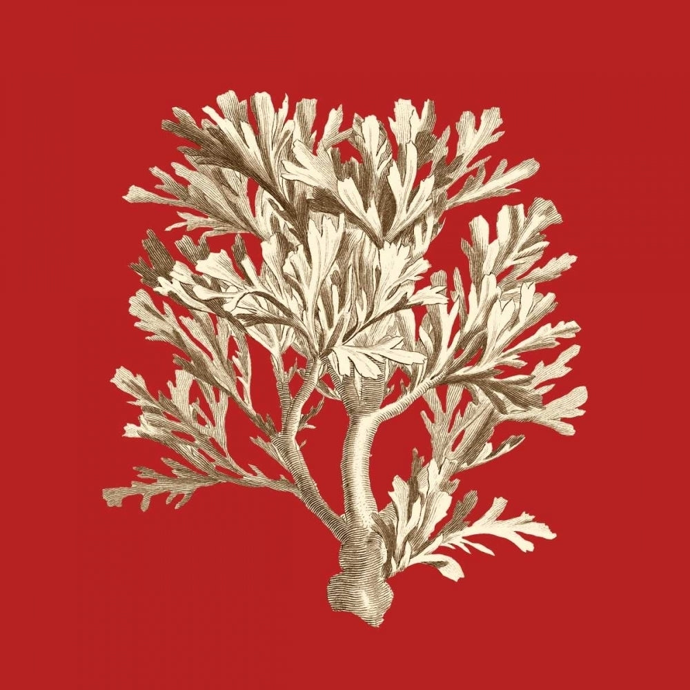 Coral on Red IV Poster Print - Studio Vision-VARPDX68115Z Image 1