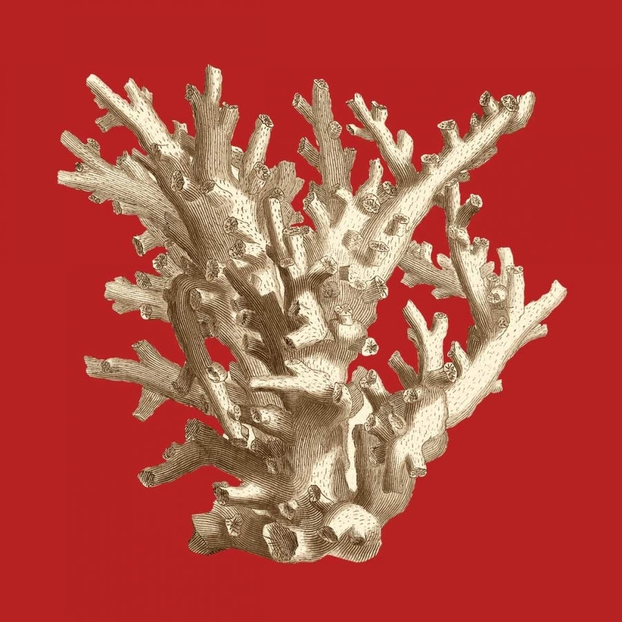 Coral on Red I Poster Print - Studio Vision-VARPDX68112Z Image 1