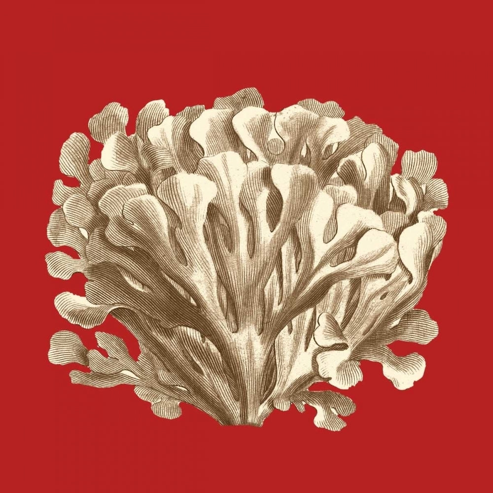 Coral on Red III Poster Print - Studio Vision-VARPDX68114Z Image 1