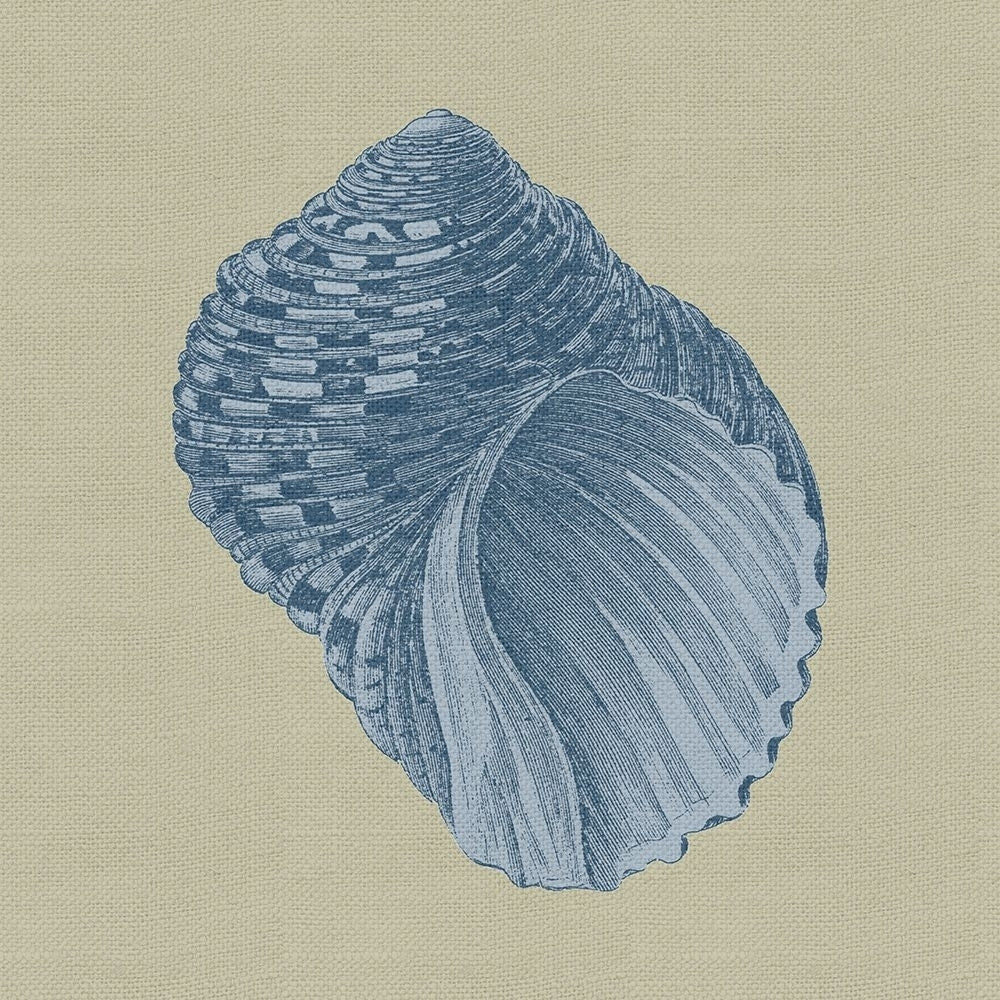 Chambray Shells III Poster Print - Studio Vision-VARPDX69407Z Image 1