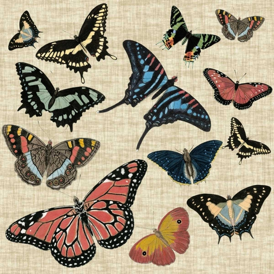 Butterflies and Linen I Poster Print - Studio Vision-VARPDX69982Z Image 1