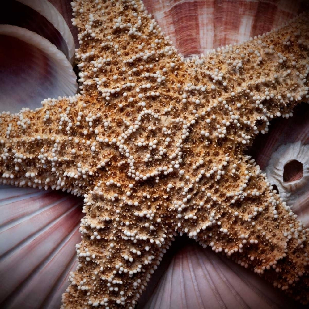 Macro Shells I Poster Print - Rachel Perry-VARPDX72159GG Image 1