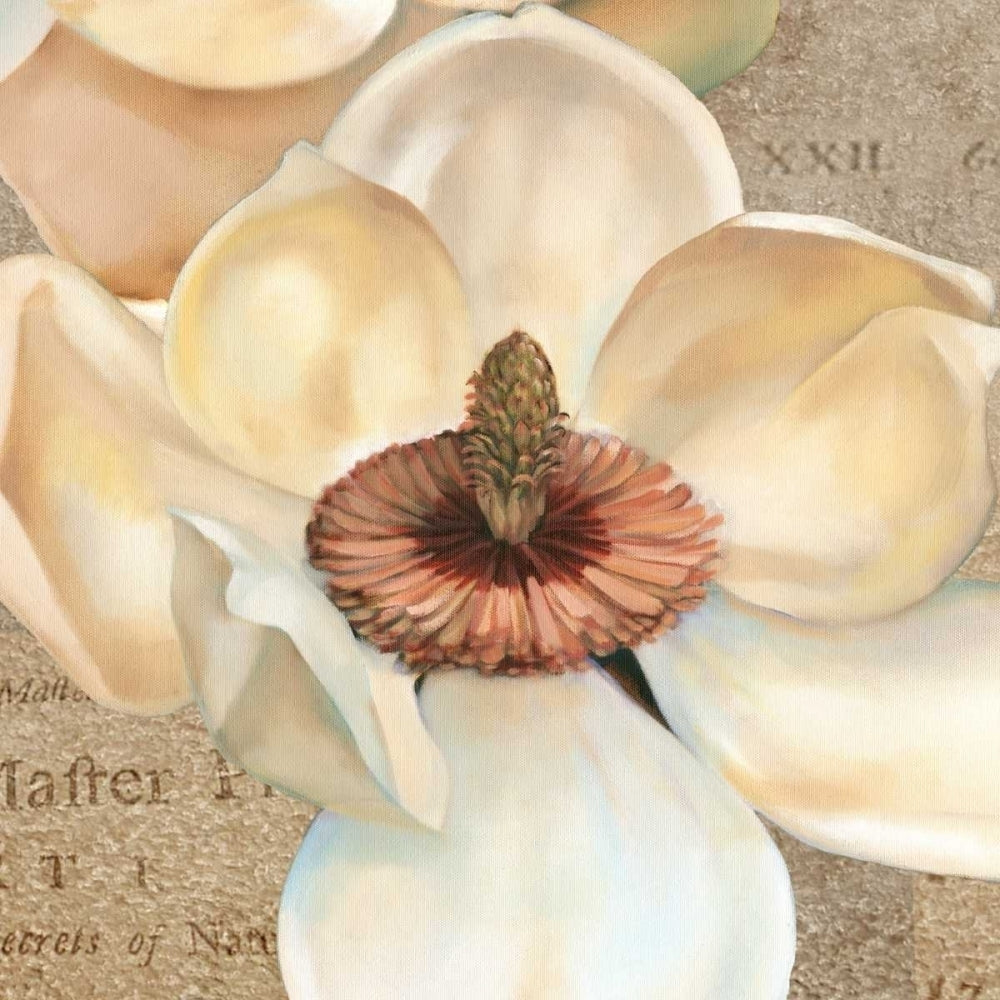 Magnolia Masterpiece I Poster Print - Louise Montillio-VARPDX73497GG Image 1