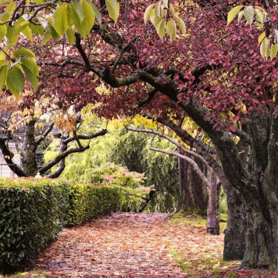 Arch of Trees Poster Print - Colby Chester-VARPDX74156GG Image 1