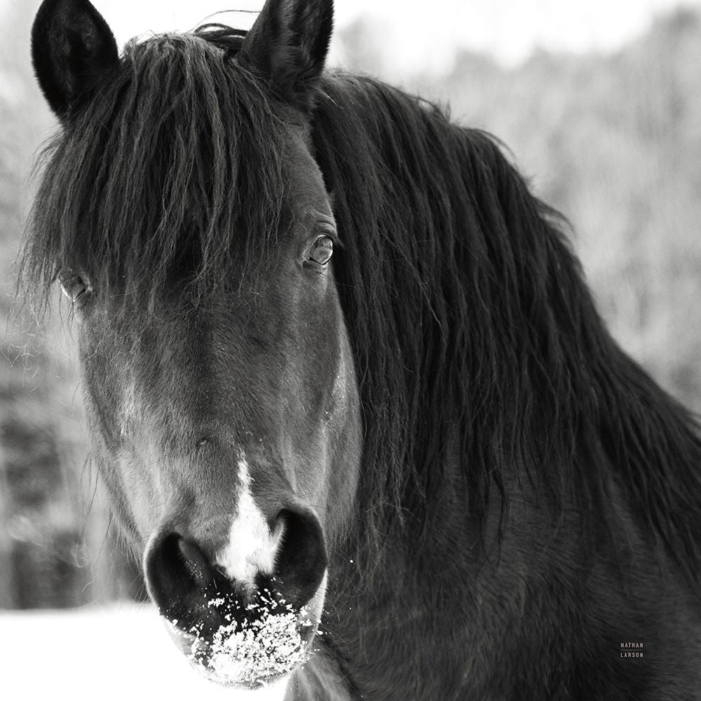 Winter Horse II Poster Print - Nathan Larson-VARPDX76535 Image 1