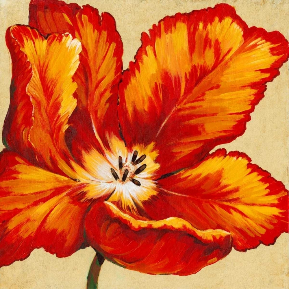 Parrot Tulip I Poster Print - Tim OToole-VARPDX79254GG Image 1