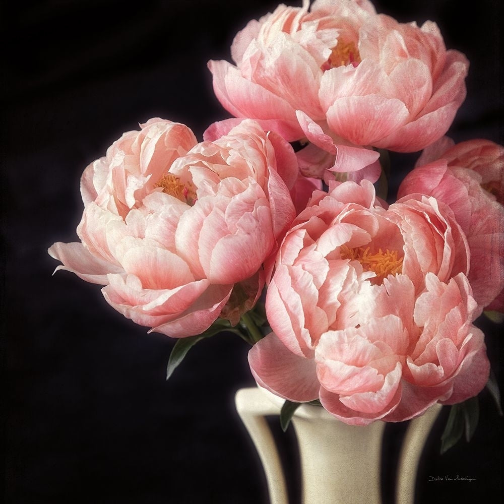 Coral Peonies VI Poster Print - Swearingen Debra Van-VARPDX86255 Image 1