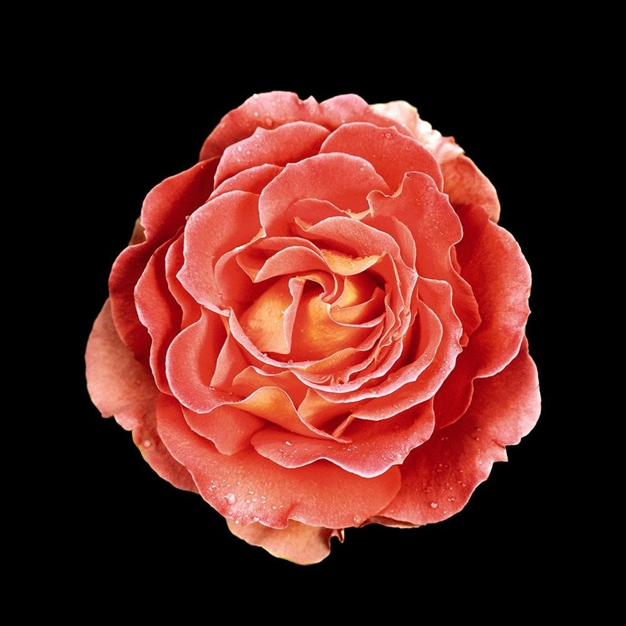 Rose Poster Print - joSon-VARPDX86063 Image 1