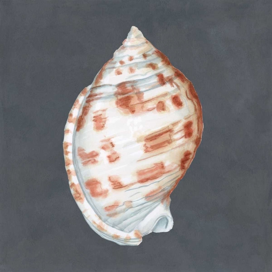 Shell on Slate I Poster Print - Megan Meagher-VARPDX90595Z Image 1