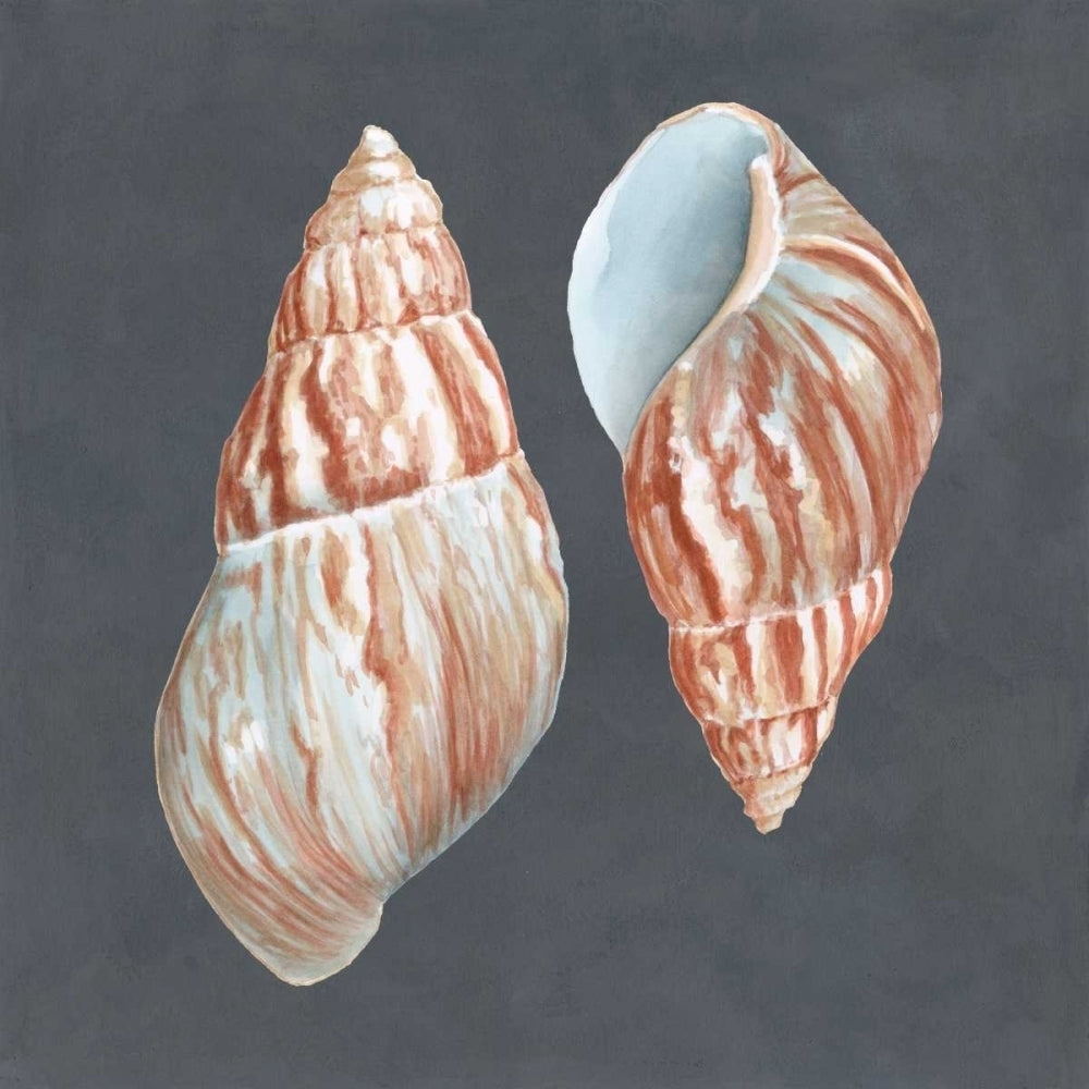 Shell on Slate V Poster Print - Megan Meagher-VARPDX90599Z Image 1