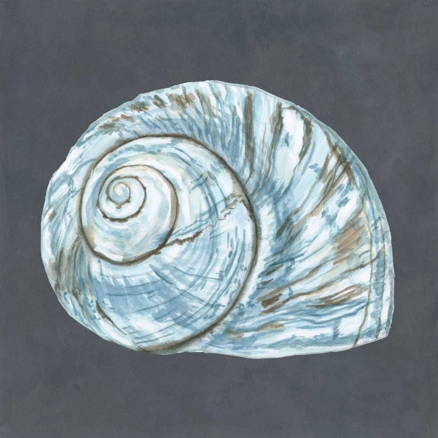 Shell on Slate VIII Poster Print - Megan Meagher-VARPDX90602Z Image 1