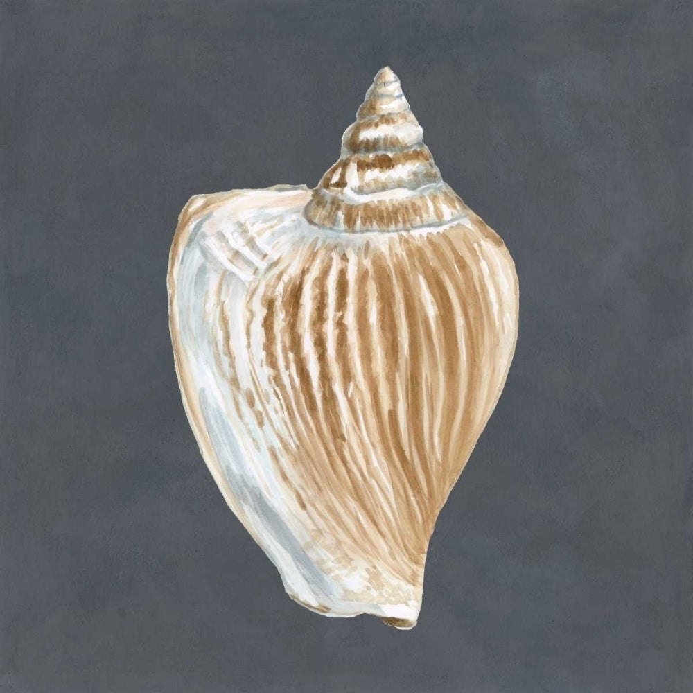 Shell on Slate VI Poster Print - Megan Meagher-VARPDX90600Z Image 1