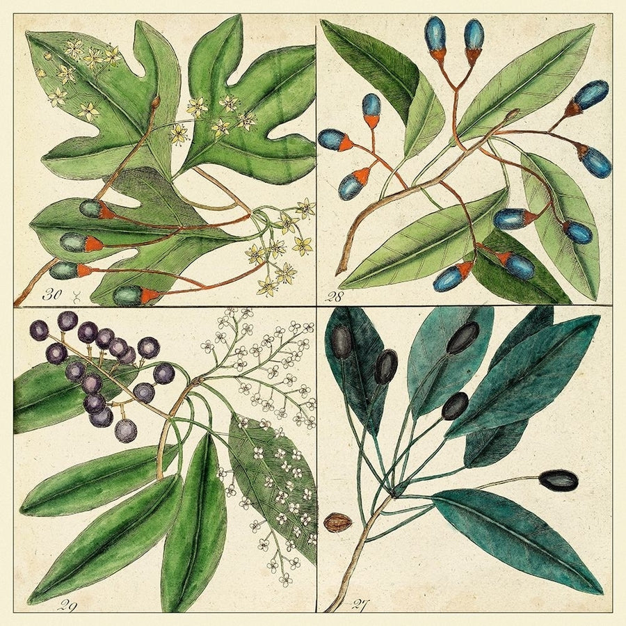 Catesby Leaf Quadrant I Poster Print - Mark Catesby-VARPDX92397Z Image 1