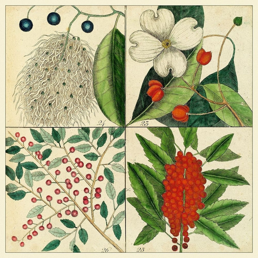 Catesby Botanical Quadrant II Poster Print - Mark Catesby-VARPDX92402Z Image 1