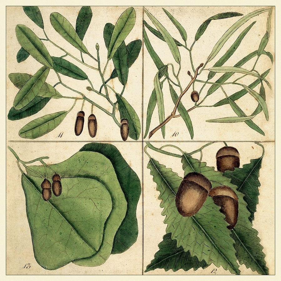 Catesby Leaf Quadrant II Poster Print - Mark Catesby-VARPDX92398Z Image 1