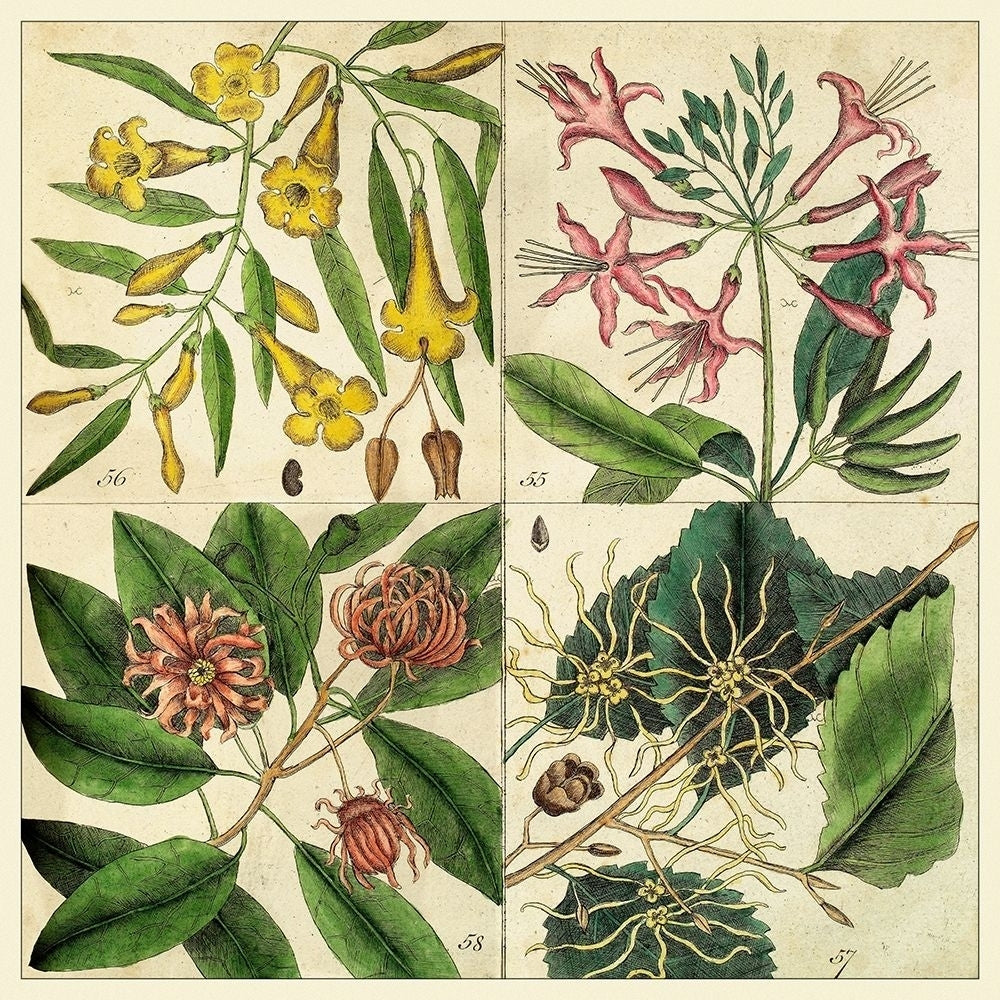 Catesby Botanical Quadrant I Poster Print - Mark Catesby-VARPDX92401Z Image 1