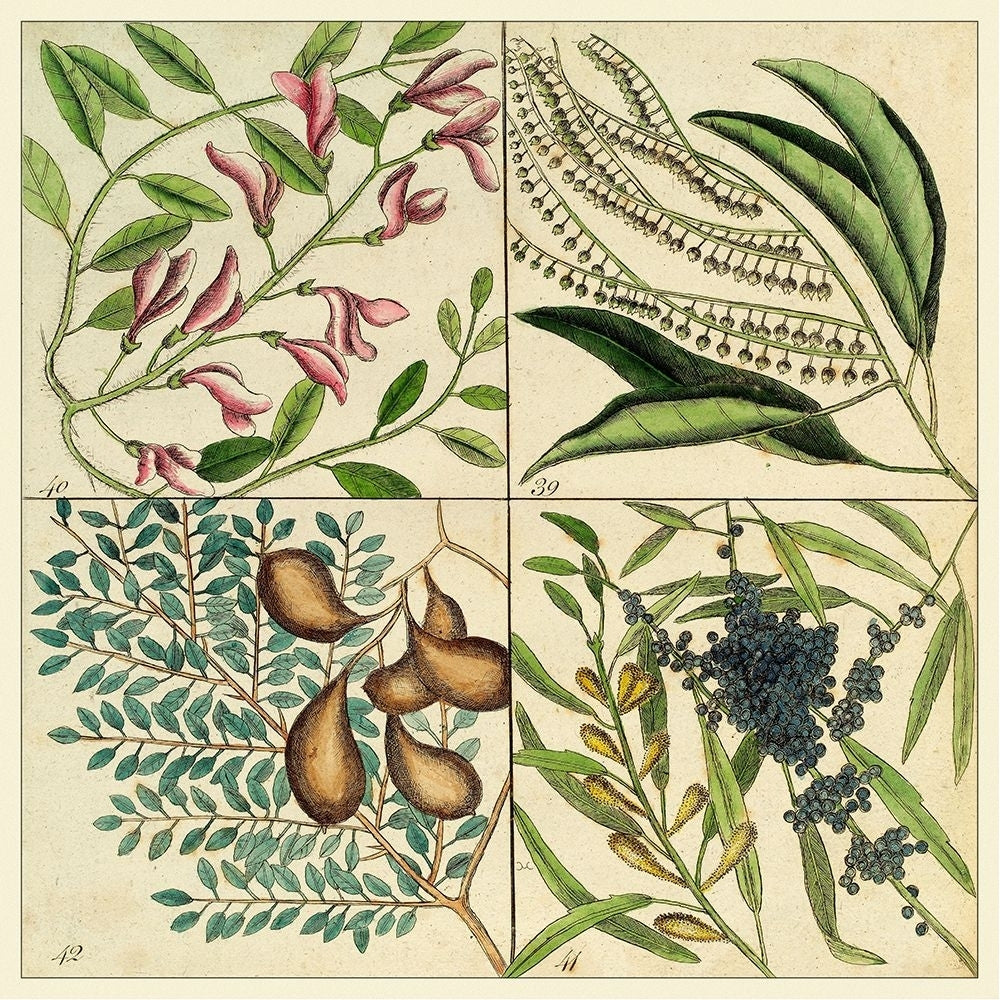 Catesby Botanical Quadrant IV Poster Print - Mark Catesby-VARPDX92404Z Image 1